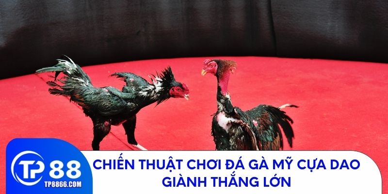 Chiến thuật chơi đá gà Mỹ cựa dao giúp bạn thắng lớn