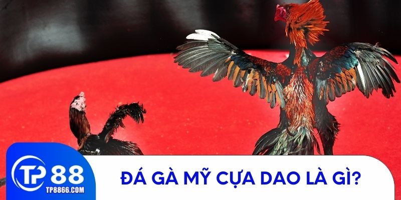 Tất tần tật về đá gà cựa dao là gì?
