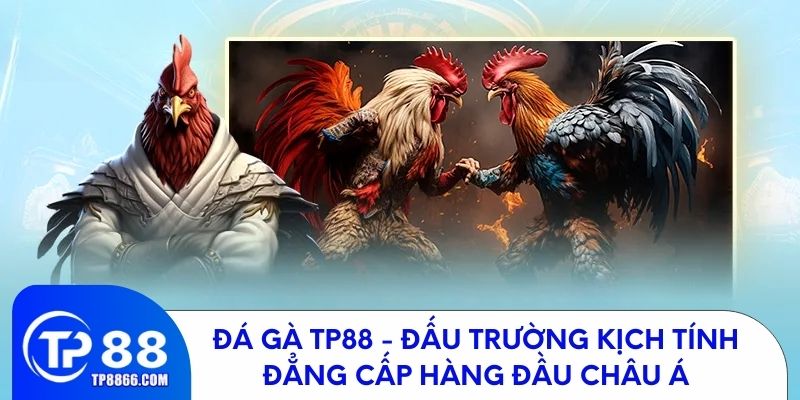 Đá gà TP88 - Sân chơi đỉnh cao, hấp dẫn bậc nhất châu Á