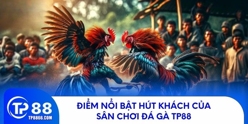Những điểm hấp dẫn giúp đá gà TP88 thu hút đông đảo người chơi