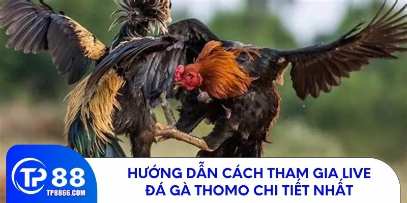 Hướng dẫn chi tiết cách tham gia Live đá gà Thomo tại TP88
