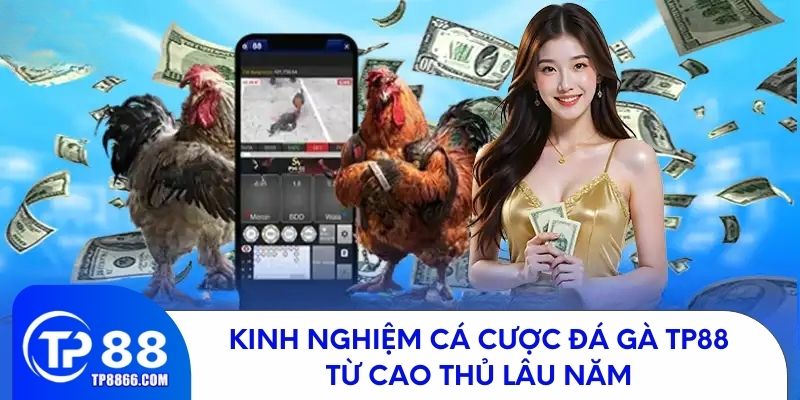 Bí quyết cá cược đá gà TP88 từ những cao thủ 