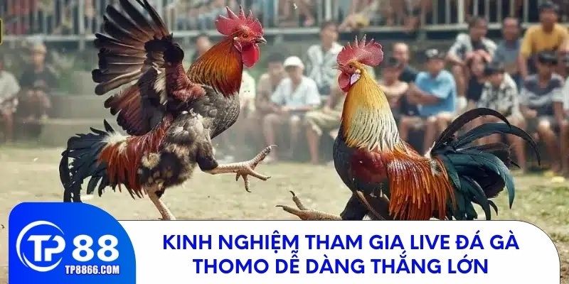Bí quyết chơi live đá gà Thomo giúp bạn dễ dàng thắng lớn