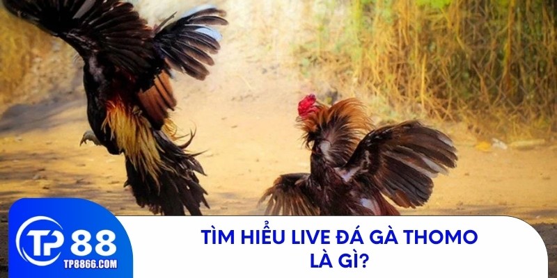 Live đá gà Thomo là gì? Tất tần tật về đấu trường gà Thomo