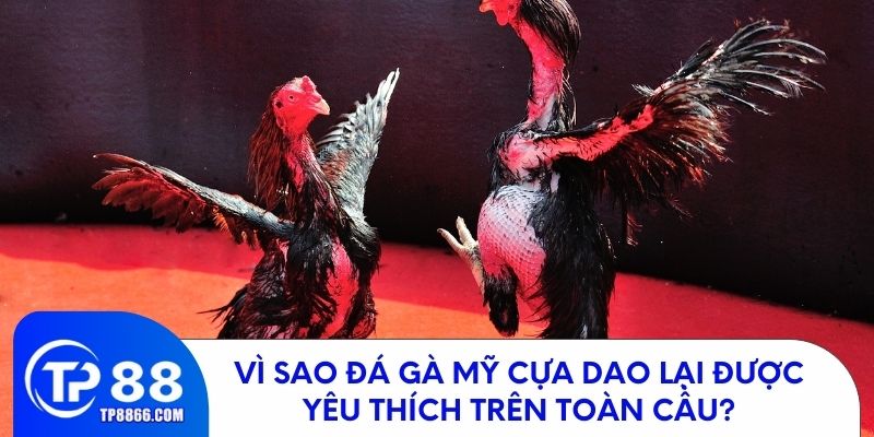 Lý do đá gà Mỹ cựa dao được yêu thích trên toàn cầu